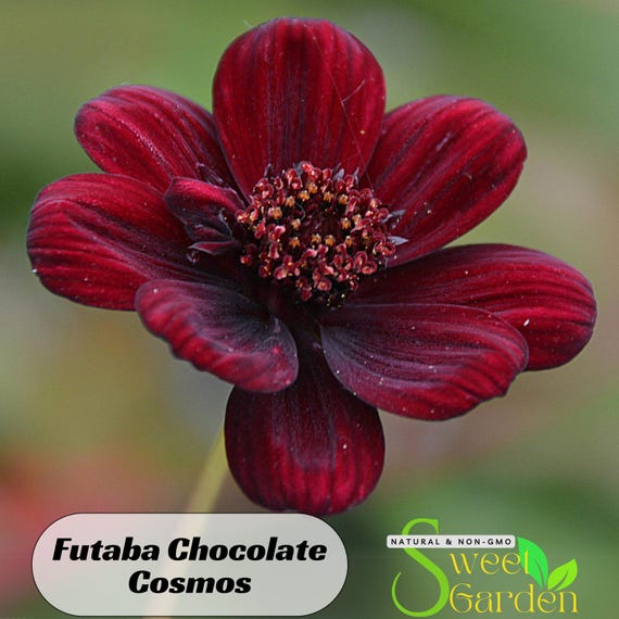 50s|Futaba Chocolate Cosmos Seeds - Annual - Authentic Seeds - Easy Care Flowers - Easy To Grow - Mix Seeds For Plant #L017