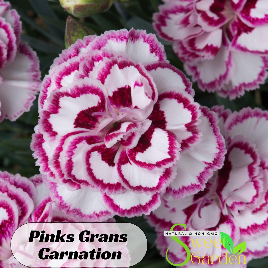Pinks Grans' Favorite' Carnations - Authentic Seeds - Dianthus ...