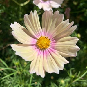 May include: A single cosmos flower featuring pale cream-colored petals that transition into a soft pink hue near the center. The flower has a bright yellow, textured disc floret at its core, surrounded by delicate, thin, and slightly notched petals.