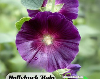 Hollyhock 'Halo Lavender' Seeds- Perennial -Authentic Seeds -Vegetable Seeds-Mix Seeds for Plant- #8089