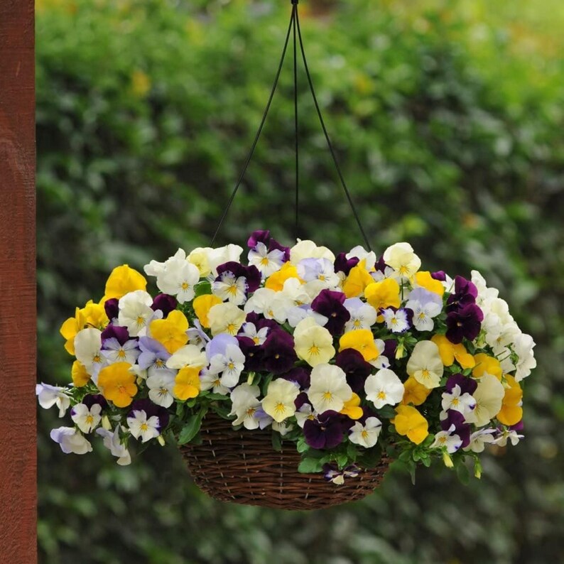 SweetGardenUS Pansy Seeds - Thumbnail 5