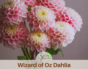 Wizard of Oz Dahlia Seeds - 40 Heirloom Non-GMO Seeds