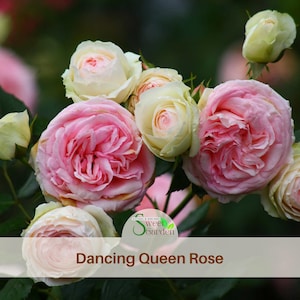 Dancing Rose Seeds  - Perennial - Authentic Seeds - Flowers - Easy To Grow - Climbing - shrubs - Rose Garden #1090
