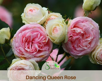 Dancing Rose Seeds  - Perennial - Authentic Seeds - Flowers - Easy To Grow - Climbing - shrubs - Rose Garden #1090