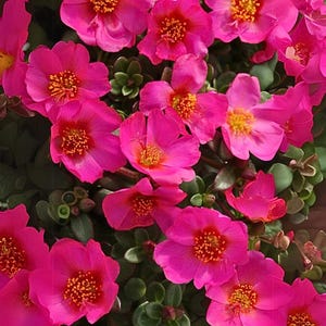 Puede incluir: Primer plano de un grupo de flores rosas vibrantes con centros amarillos. Las flores est&aacute;n floreciendo en un exuberante jard&iacute;n verde.