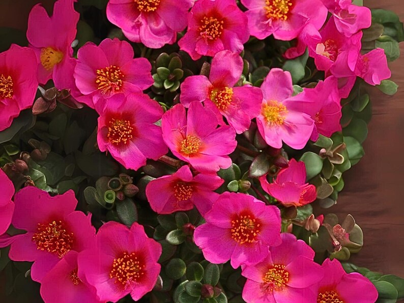 Puede incluir: Primer plano de un grupo de flores rosas vibrantes con centros amarillos. Las flores est&aacute;n floreciendo en un exuberante jard&iacute;n verde.
