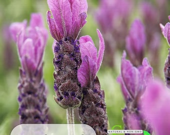Spanish Lavender Seeds | Heirloom, Fragrant, Pollinator Garden