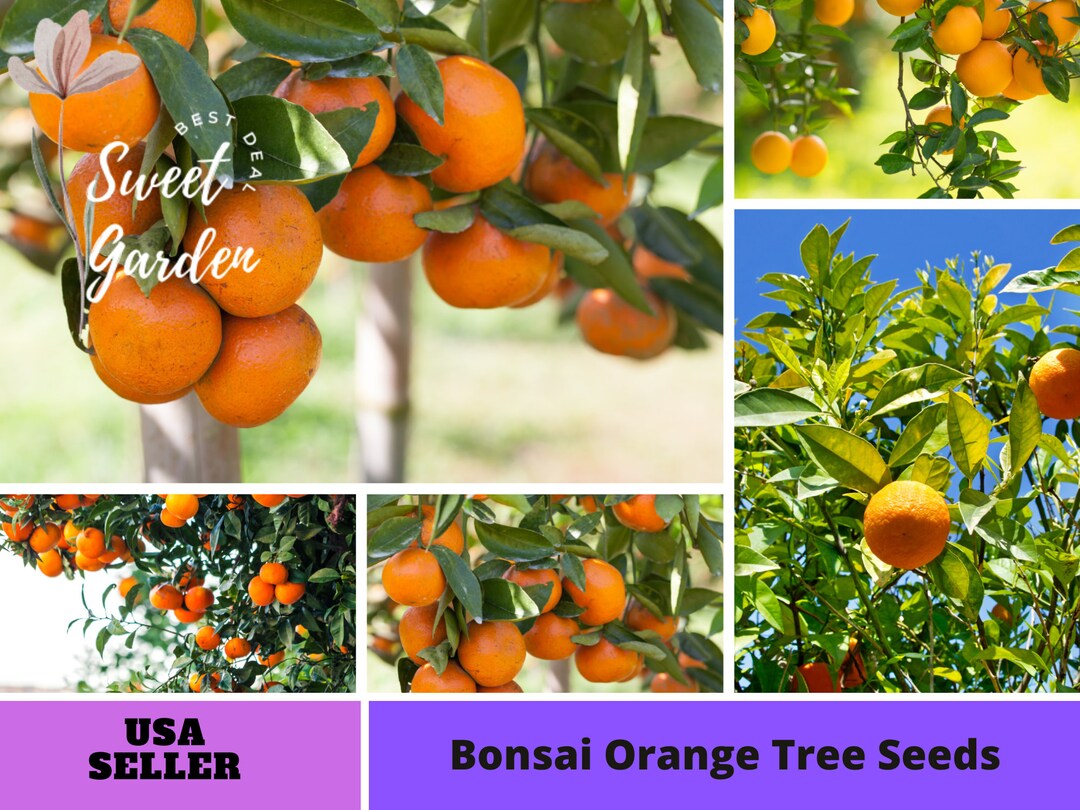 25 Seeds Bonsai Orange Tree Seedsperennial authentic Seedsflowers