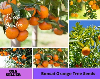 25 seeds| Bonsai Orange Tree Seeds-Perennial -Authentic Seeds-Flowers -Organic. Non GMO -Vegetable Seeds-Mix Seeds for Plant-B3G1#5005