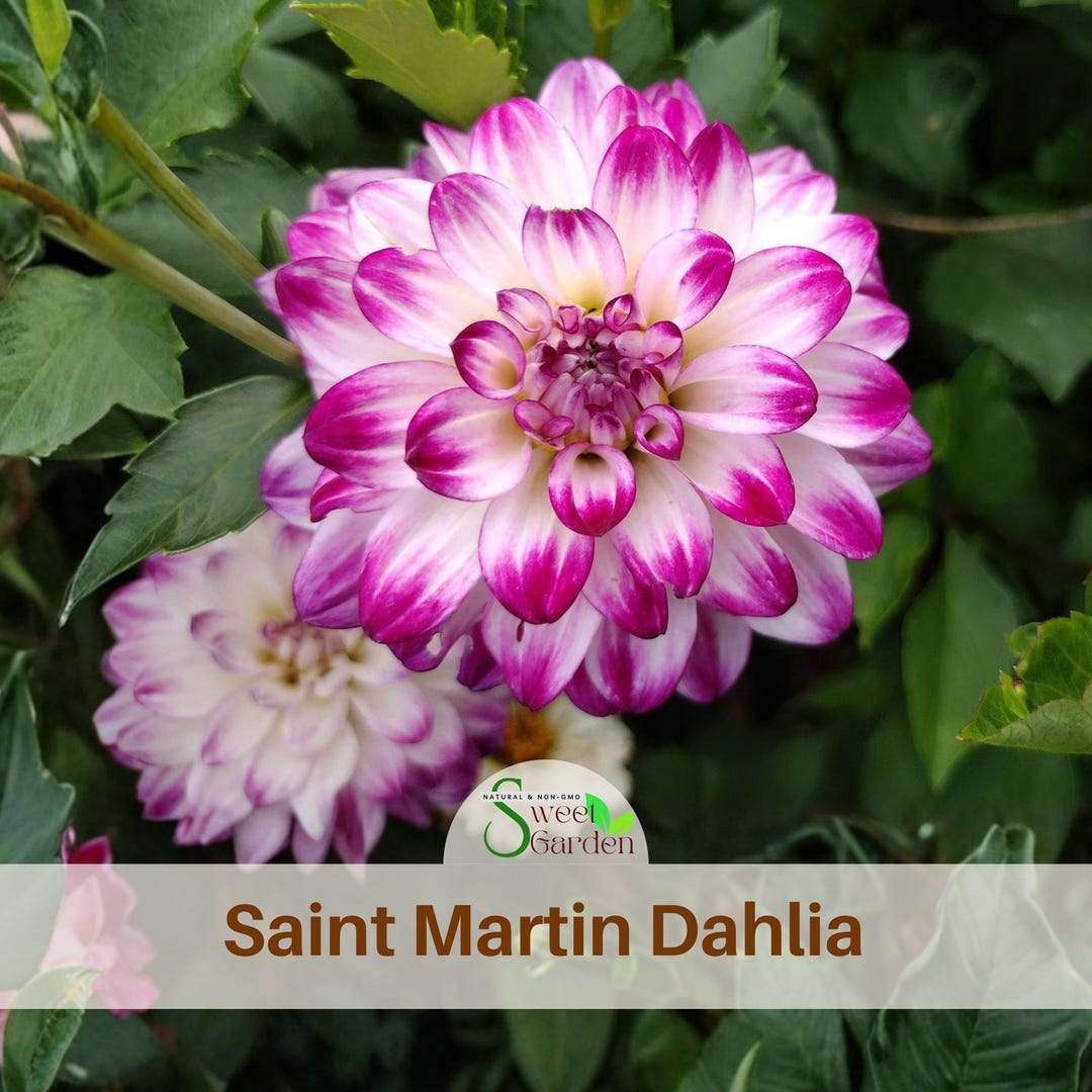 Saint Martin Dahlia Seeds - Perennial - Authentic Seeds - Flowers