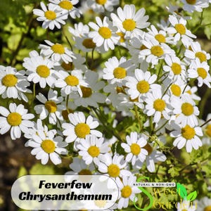 50s|Feverfew Seeds Chrysanthemum Seeds - Perennial - Authentic Seeds -Flowers - Mix Seeds For Plant - Clumping - Easy To Grow #M002