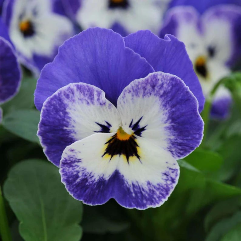 SweetGardenUS Sorbet Viola Seeds - Thumbnail 3