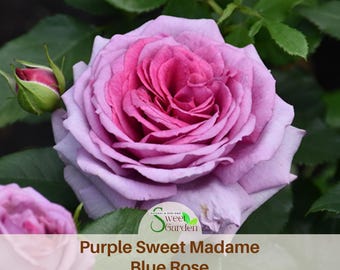 Sweet Madame Blue Rose Seeds - Perennial - Authentic Seeds