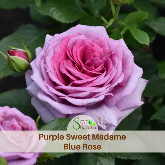 Sweet Madame Blue Rose Seeds – Perennial, Authentic (30 Seeds/pack
