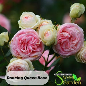 Dancing Queen Rose Seeds - Perennial - Authentic Seeds - Flowers - Easy To Grow - Climbing - shrubs - Rose Garden #1090