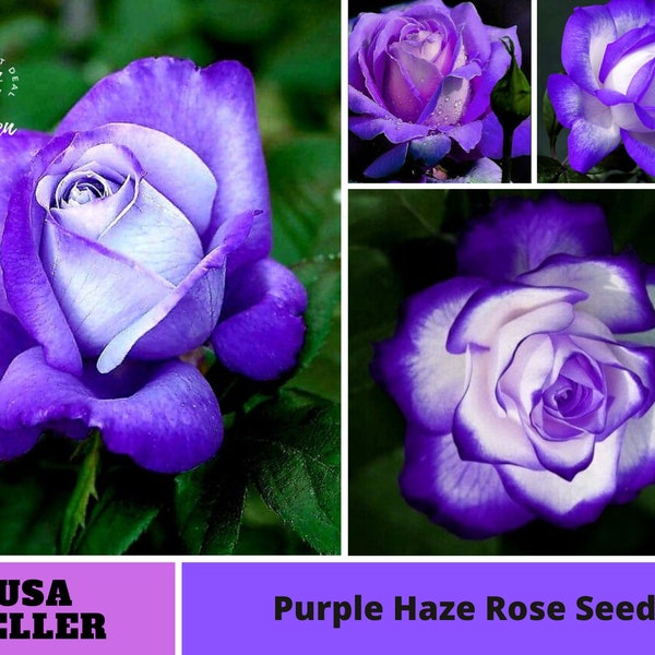 Purple Haze Rose Seeds-Perennial -Authentic Seeds-Flowers -Organic. Non GMO -Vegetable Seeds-Mix Seeds for Plant-B3G1 #1070