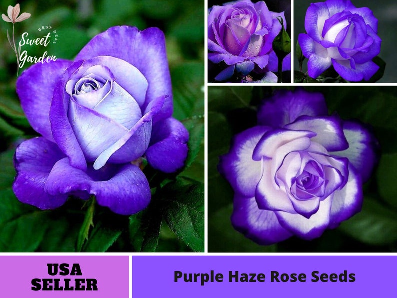 32 Seeds Purple Haze Rose Seeds-perennial authentic - Etsy