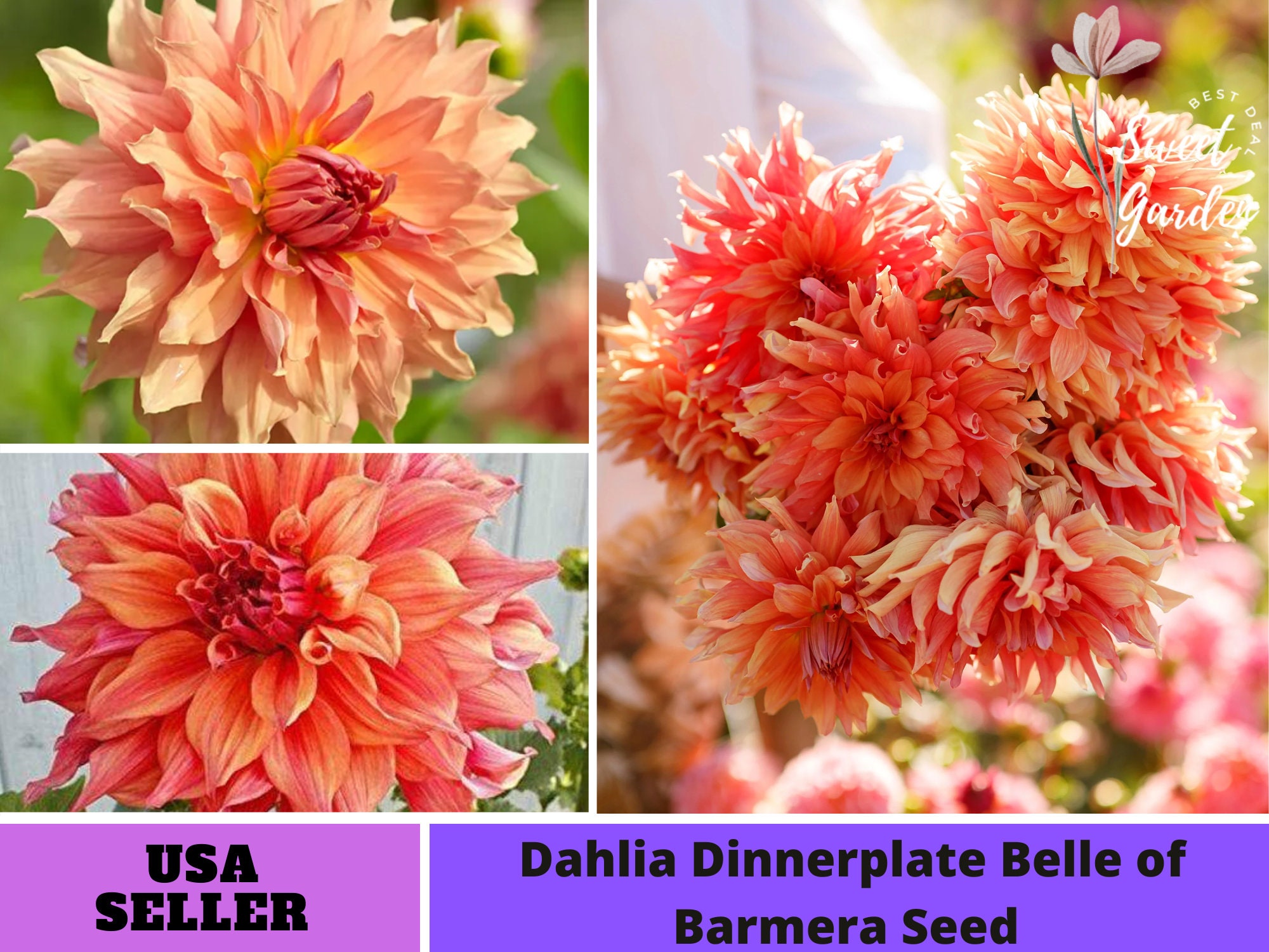 Rare 10pcs Giant Dinnerplate Dahlia Mix Flower Sun-Loving Empire Dahlia Easy to Grow Exotic Flower Seeds Hardy Perennial Yukio SEED CORNER 