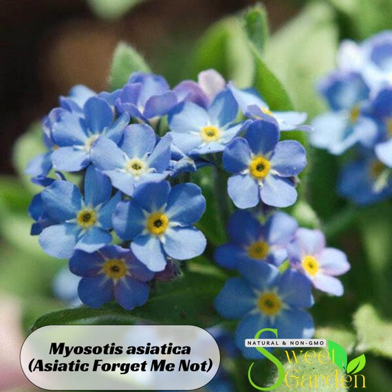 Me Blue Blue Forget Me Not Seeds