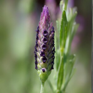 May include: A single lavender flower spike featuring a dense, conical cluster of deep purple, velvety florets arranged in vertical rows. The base of the flower head transitions into a light green, textured calyx, supported by a slender green stem.