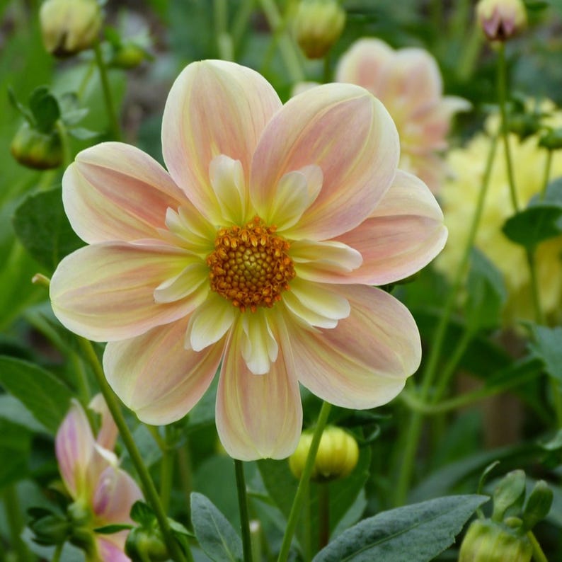 Pode incluir: Uma flor de d&aacute;lia com p&eacute;talas de tom p&ecirc;ssego suave e amarelo p&aacute;lido que irradiam de um centro texturizado laranja-dourado. A flor apresenta m&uacute;ltiplas camadas de p&eacute;talas arredondadas, com caules verdes e bot&otilde;es florais ao fundo.