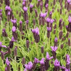 French Lavender Seeds | Authentic Heirloom, Fragrant Flowers (100 Seeds) image 3