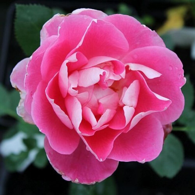 SweetGardenUS Carefree Wonder Rose Seed - Thumbnail 2