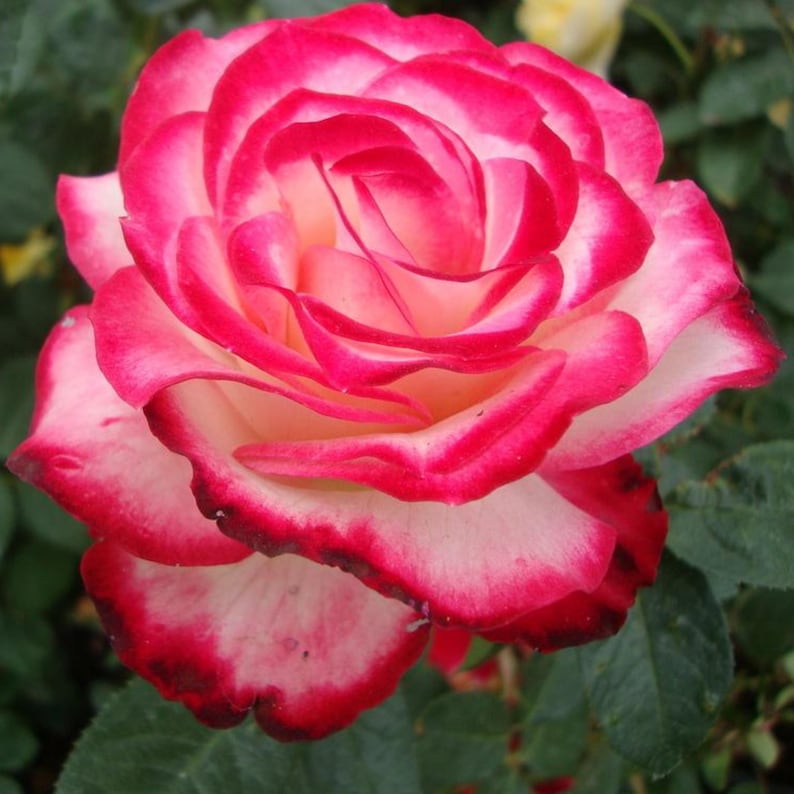 SweetGardenUS Cherry Parfait Rose Seeds