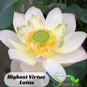 5+ Rare Seeds| Highest Virtue Lotus Seeds  - Indian Lotus (Nelumbo Nucifera) Seeds - Easy To Grow - Lotus Flower - Lotus Pond #Q045