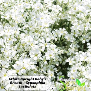 White Upright Baby's Breath Seeds - Gypsophila fastigiata -Perennial -Authentic Seeds -Vegetable Seeds-Mix Seeds for Plant-  #8018