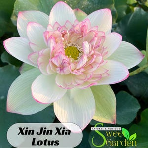5+ Rare Seeds| Xin Jin Xia Lotus Seeds  - Indian Lotus (Nelumbo Nucifera) Seeds - Easy To Grow - Lotus Flower - Lotus Pond #Q050
