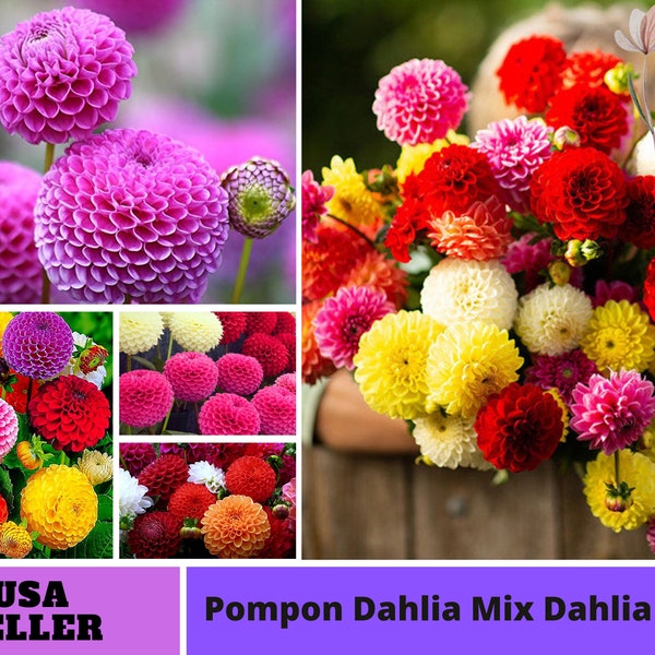 Pompon Dahlia Mix Graines de Dahlia -Vivaces -Graines-Fleurs authentiques -Biologique. Mélange de graines sans OGM pour plantes-B3G1#D034