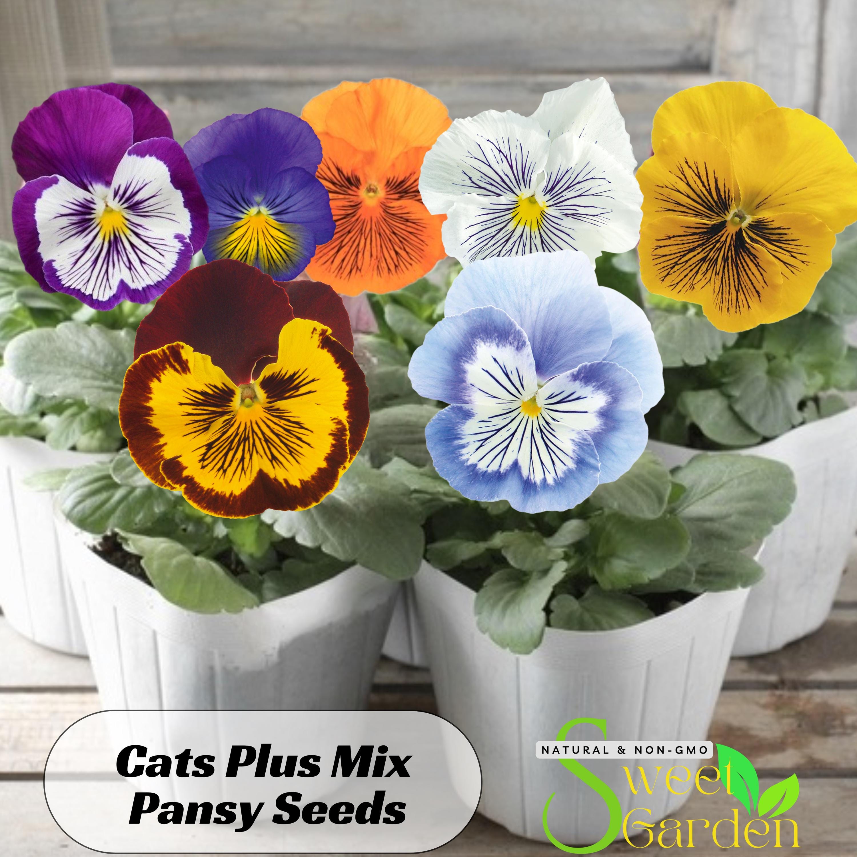 columbine flower seeds McKana Giants Columbine Flower Seed