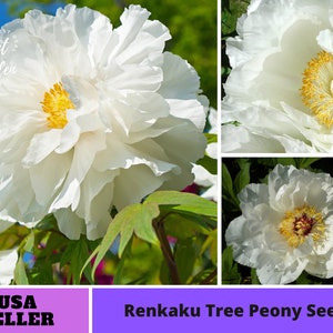 10+ Seeds| Renkaku Tree Peony Seeds -Perennial -Authentic Seeds-Flowers -Organic. Non GMO -Vegetable Seeds-Mix Seeds for Plant-B3G1  #B051