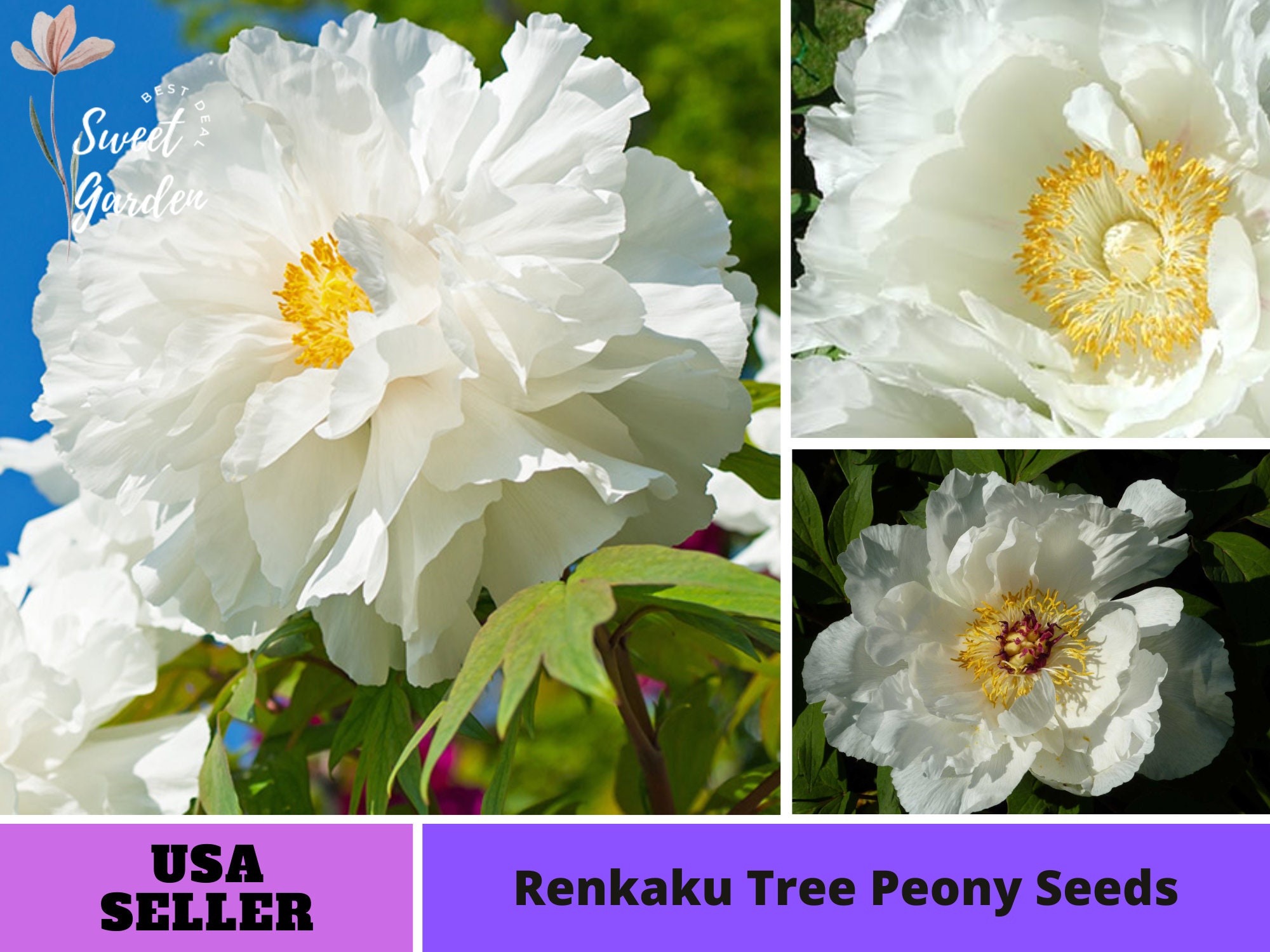 10 Seeds Renkaku Tree Peony Seeds perennial authentic Etsy