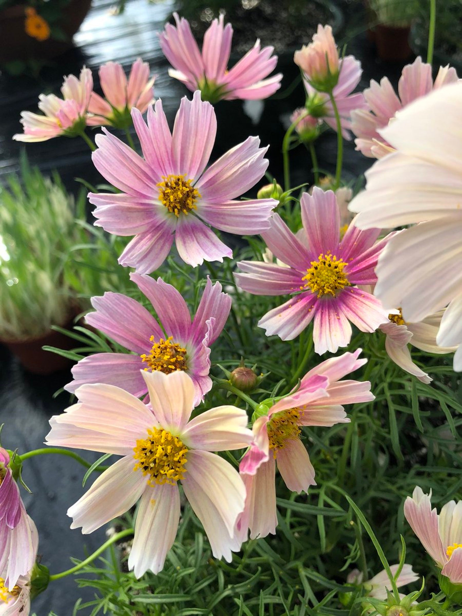 50 Seeds Apricot Lemonade Cosmos Seedsannualsauthentic Etsy