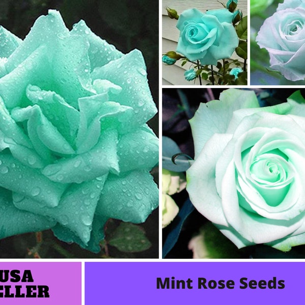 Mint Rose Seeds-Perennial -Authentic Seeds-Flowers -Organic. Non GMO -Vegetable Seeds-Mix Seeds for Plant-B3G1 #1071