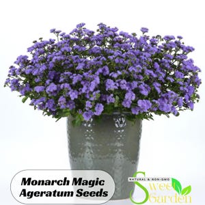Monarch Magic Ageratum Seeds - Cold Resistant - Open-Pollinating - Drought Tolerant - Plant in Early Spring #318