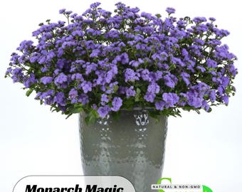 Monarch Magic Ageratum Seeds - Cold Resistant - Open-Pollinating - Drought Tolerant - Plant in Early Spring #318