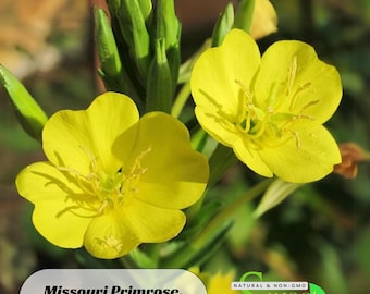 Missouri Primrose (Dwarf) - Oenothera macrocarpa Seeds - suncups -  Herb -  Heirloom - Flower Seeds-  B5G1 #8151