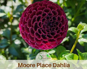 Moore Place Dahlia  Perennial Seeds - Authentic Seeds - Clumping - Dahlia Garden - Summer Blooming - Easy To Grow #D078