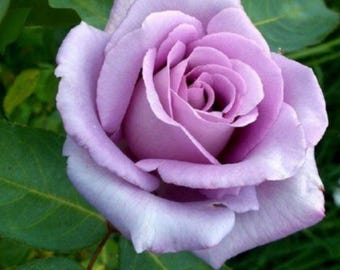 Light Purple Rose Seeds - Perennial - Authentic Seeds