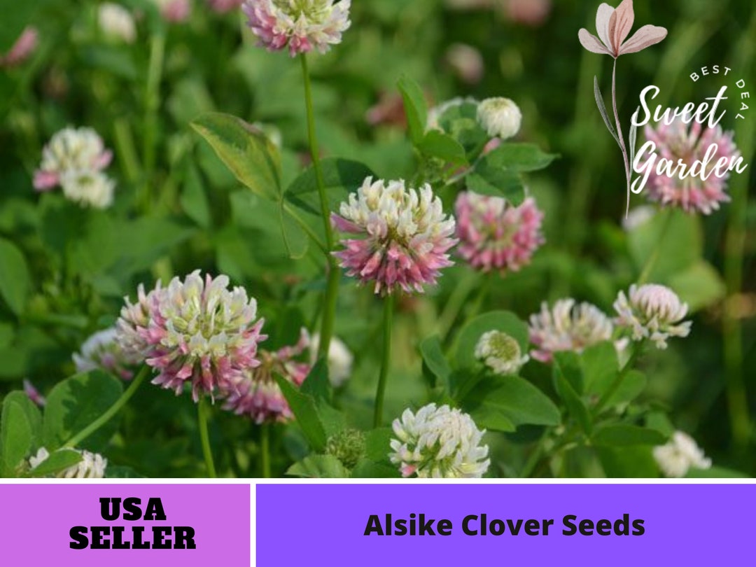 Pink Clover Seeds perennial authentic Seedsflowers Etsy