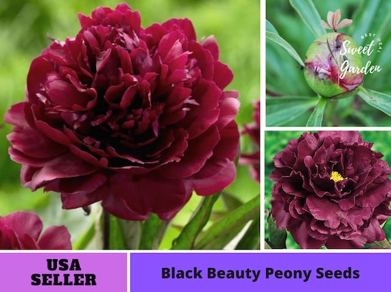 (50+ Seeds) Peony Seeds for Planting