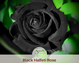 Black Halfeti Rose Seeds - Authentic Perennial Flower Seeds
