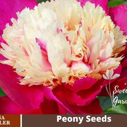 10 Rare Seeds Black Beauty Peony Seeds B032 BUY 3 GET 1 Etsy