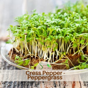 20 Seeds| Cress Pepper Seeds- Authentic Seeds ~Vegetable seeds~ Asian Garden-Flowers -Organic.Ready in 7 Days | Non-GMO, Easy Grow"~ #6023
