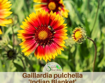 Gaillardia pulchella 'Indian Blanket' - Perennial -Authentic Seeds -Vegetable Seeds-Mix Seeds for Plant- #8067
