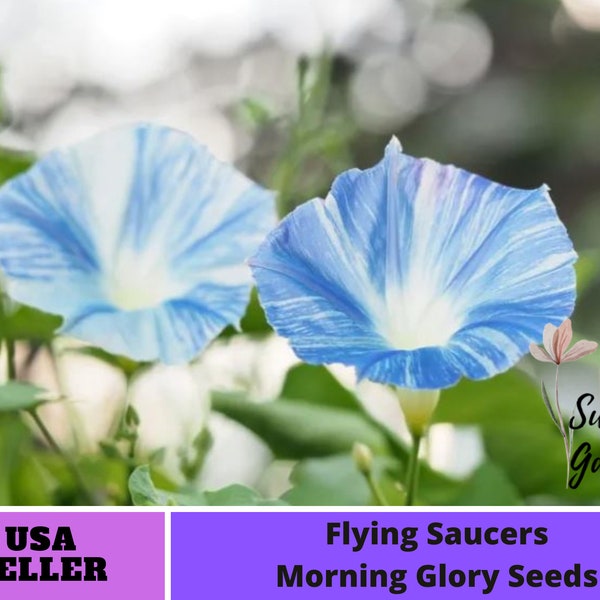 Flying Saucers Morning Glory Seeds-Perennial -Authentic Seeds-Flowers -Organic. Non GMO-Mix Seeds for Plant-B3G1#F017