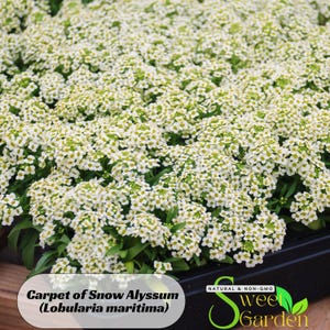 Carpet of Snow Alyssum (Lobularia maritima) Seeds - Cold Resistant - Open-Pollinating - Drought Tolerant - Plant in Early Spring #303